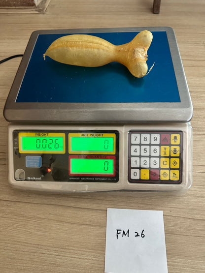 蜘蛛胶公肚26克